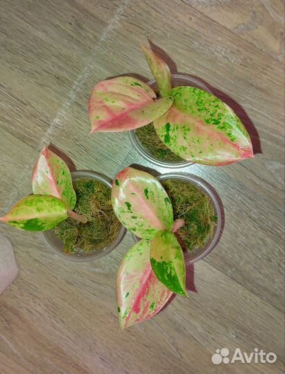 Аглаонема pink emerald детки
