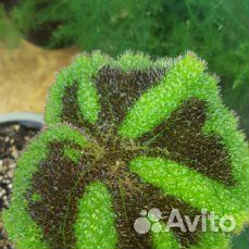 Растения домашние