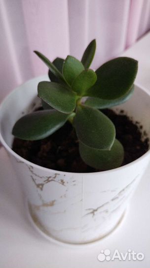 Цветок Толстянка,Денежное дерево