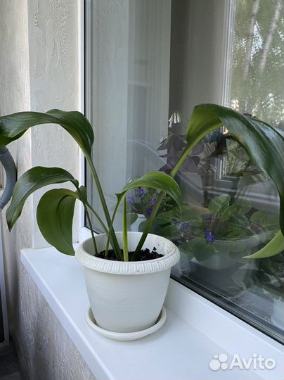 Эухарис амазонская лилия