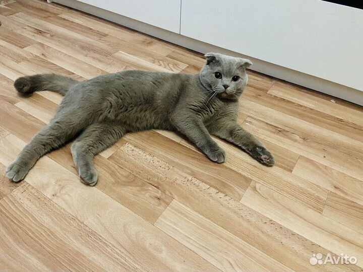 Шотландская вислоухая