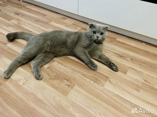 Шотландская вислоухая