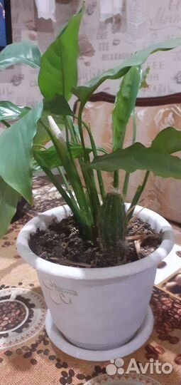 Спатифиллум