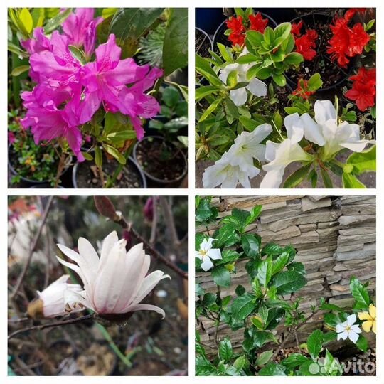 Камелии, магнолии, азалии, гардении