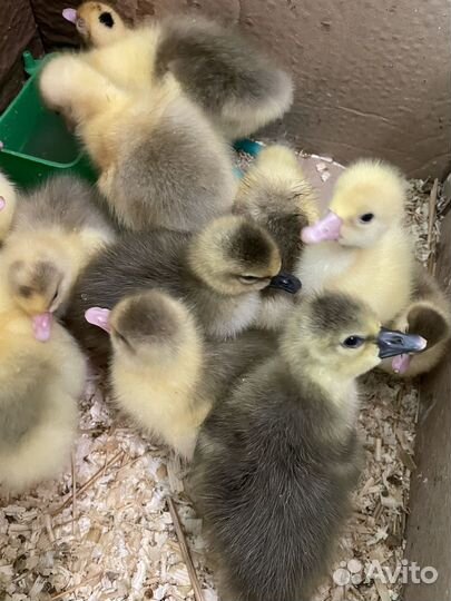 Утки муларды