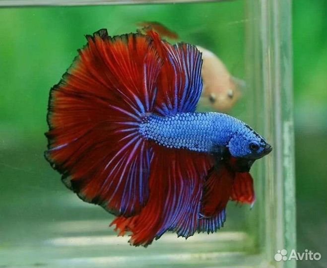 Рыба петушок