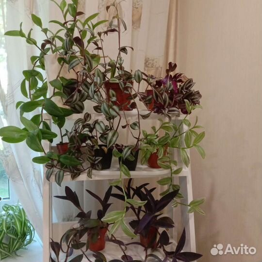 Традесканция