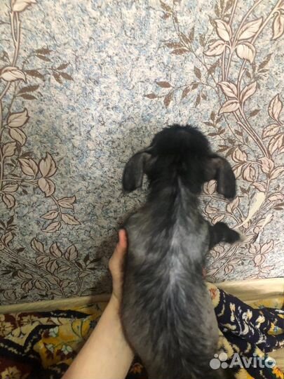 Собака в добрые руки щенок