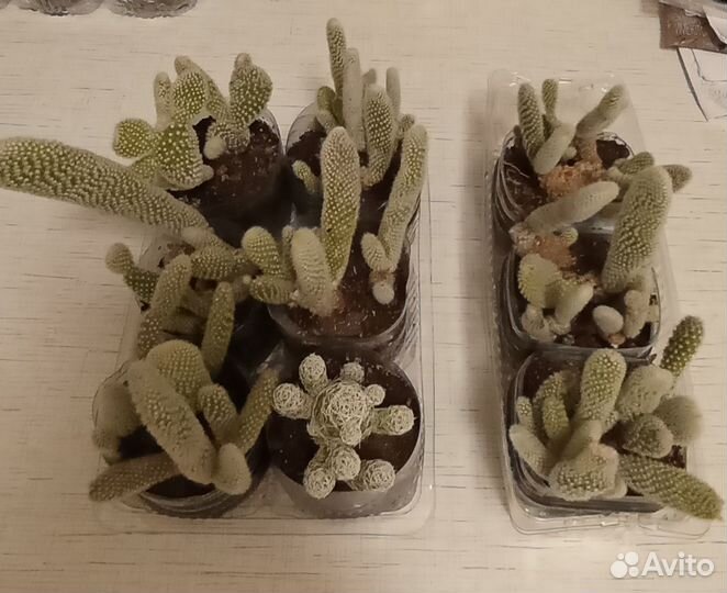 Цветущие кактусы,суккуленты.Обновляю