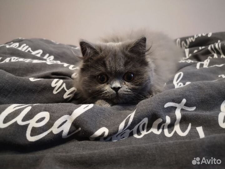 Британские котята