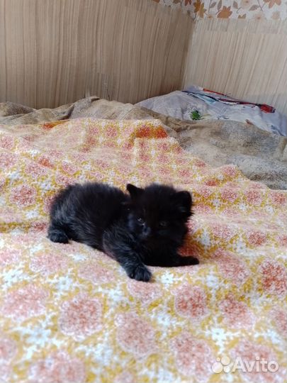 Черный котенок 1 мес
