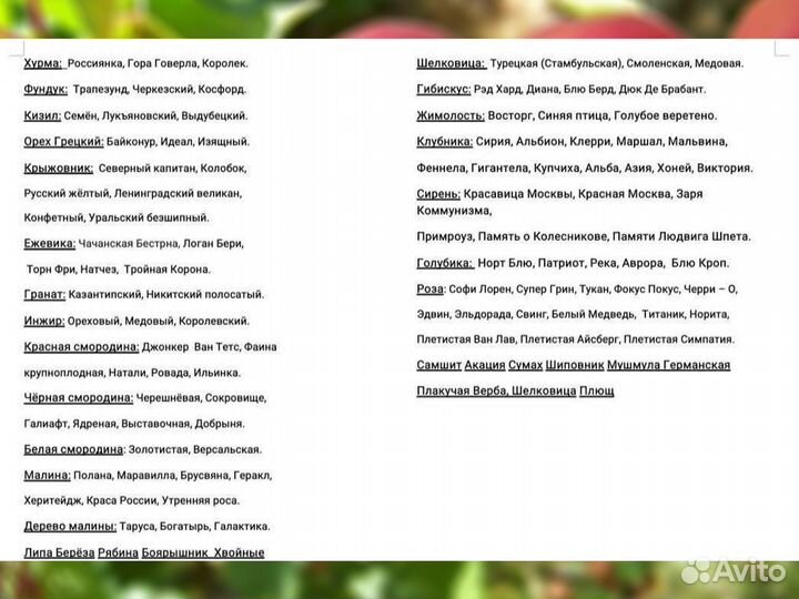 Саженцы Винограда Памяти учителя