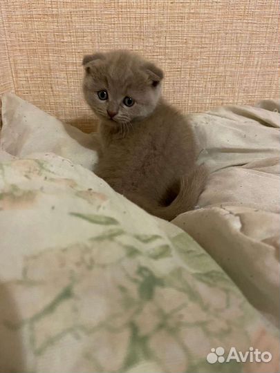 Шотландские вислоухие котята
