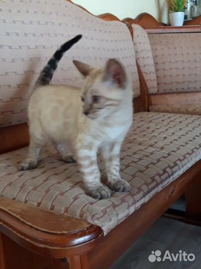 Котенок
