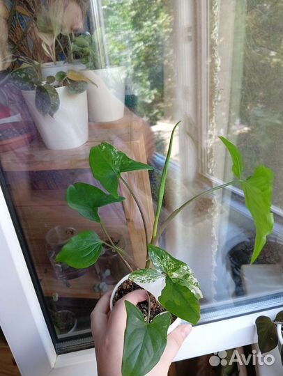 Комнатные растения