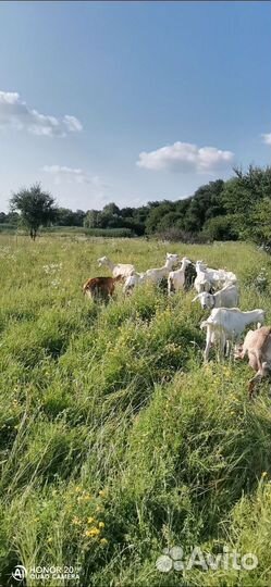 Козье молоко оптом масло сливочное оптом