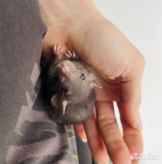 Крыса дамбо с большой клеткой