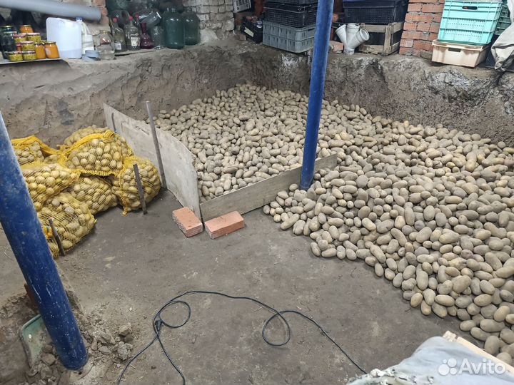 Картофель. Со своего огорода