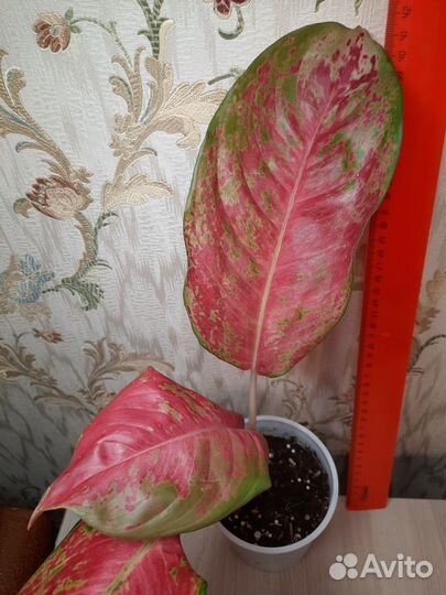 Аглаонема Кочин тембарга