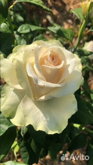 Саженцы роз