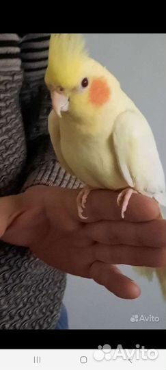 Попугаи кореллы ручные