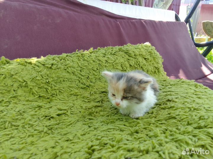 Котёнок девочка в добрые и заботливые руки
