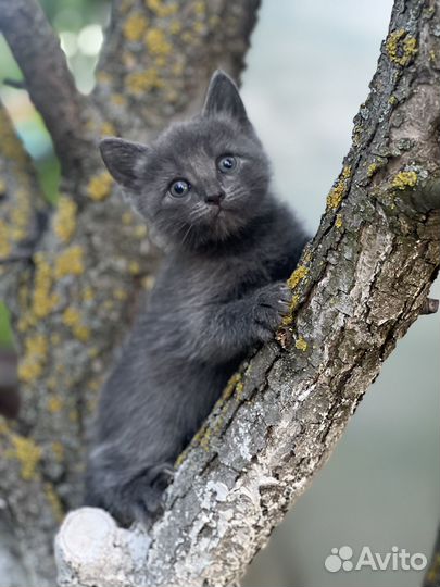 Котята