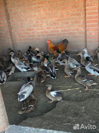 Продаются дикие подсадные утки