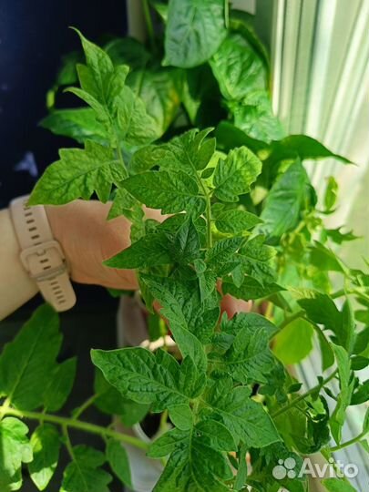 Рассада овощей