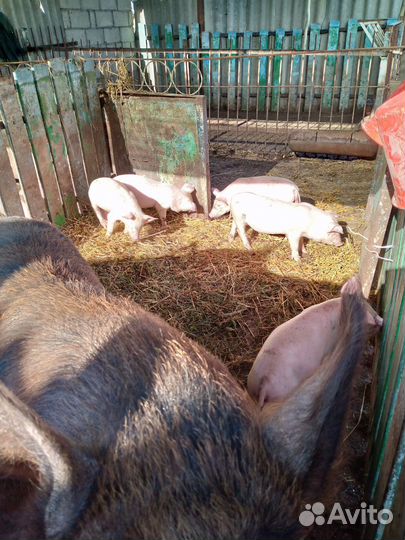 Поросята Дюрок/см.привиты,кастрированы