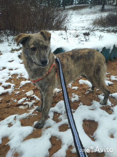 Ищет дом не крупная Собака Ханна