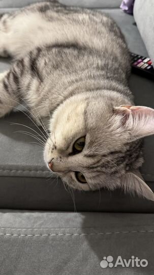 Кот на вязку