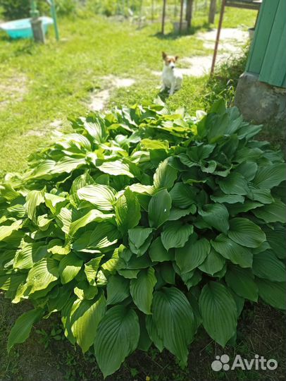 Многолетние цветы и кустарники, разные, много