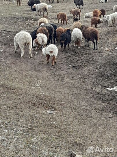 Овцы бараны ягнята оптом
