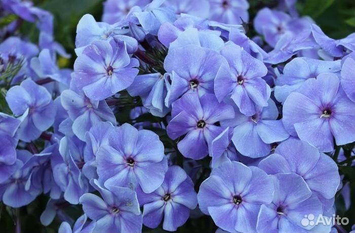 Флоксы синие