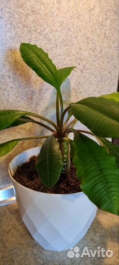 Кактус молочай