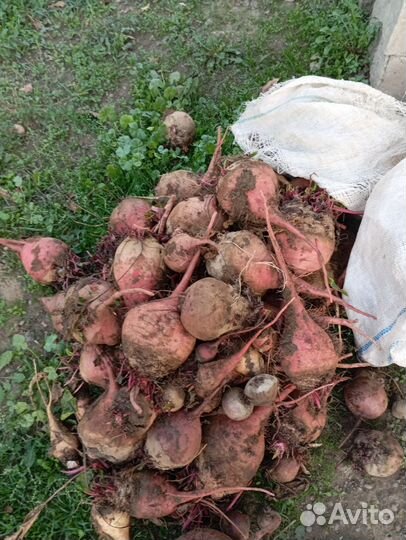 Продаётся свёкла на корм животным