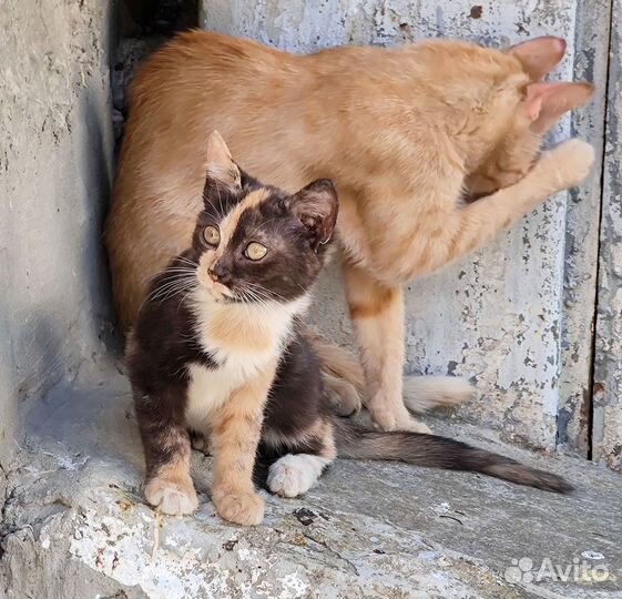 Отдам котят - трехцветная девочка, черный мальчик