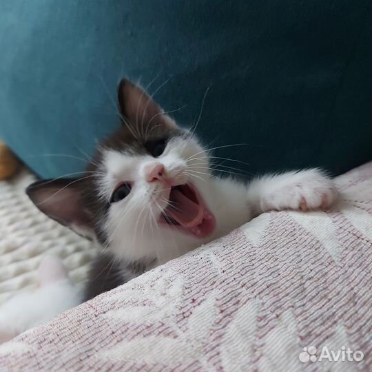 Кошка бесплатно