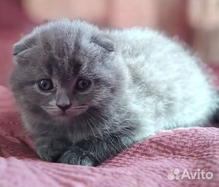 Шотландская вислоухая кошечка