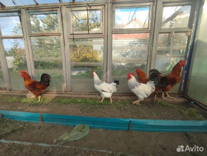 Кучинские, Адлеровские и Леггорн петушки