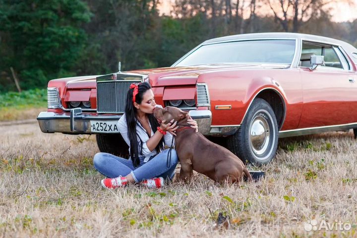 Американский булли вязка