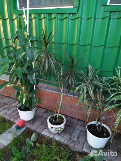 Цветы для зимнего сада