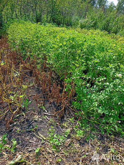 Сорта картофеля от селекционера класса 