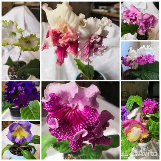 Стрептокарпусы почтой