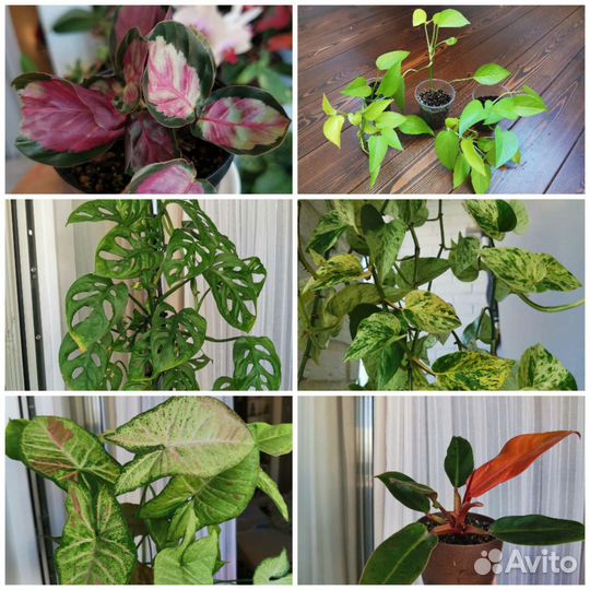 Комнатные растения