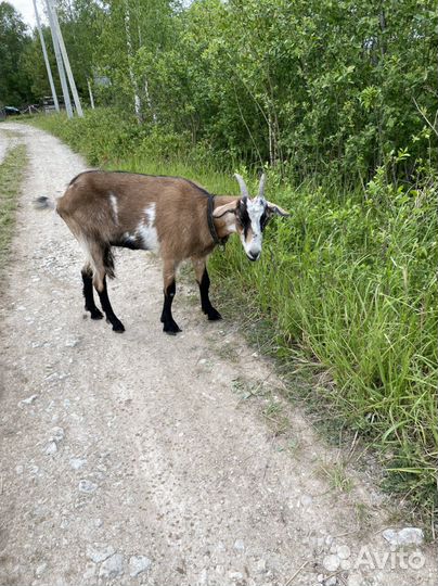 Коза альпийская нубийская
