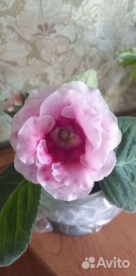 Глоксиния махровая