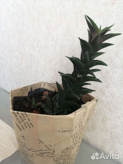 Астролоба или апикра