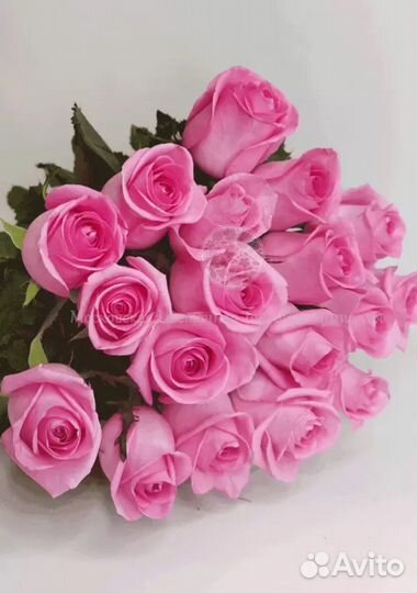 Розовые розы 31 роза 51 роза с доставкой